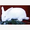 新西兰兔 獭兔