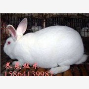 法系母兔 种兔价格 獭兔养殖技术