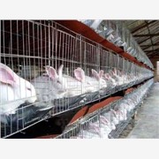 供应养兔效益 獭兔品种 肉兔价格
