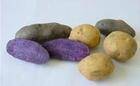 黑土豆种子