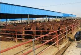 养牛场-肉牛品种-西门塔尔牛价格