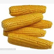 ★常年求购★:玉米、小麦、大麦、