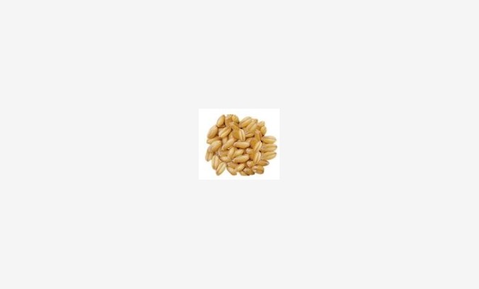 优质小麦 玉米 大豆