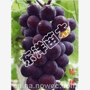 【葡萄苗】【直根苗|黑色甜菜葡萄