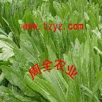 雅倩多花黑麦草【养羊种什么草】秋季种什么草