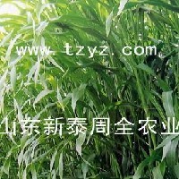 羊草種子哪里有賣的 山東新泰周全農(nóng)業(yè)