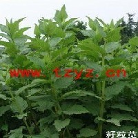 千穗谷高蛋白牧草R104 中国牧草网