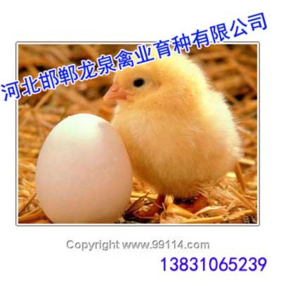 蛋鸡苗,蛋鸡苗价格,蛋鸡鸡苗图1