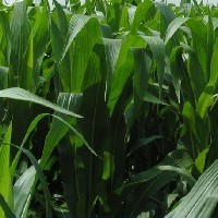 高产大叶型墨西哥类玉米草优12新种子上市