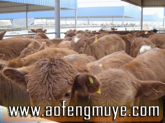 养牛致富种草养牛湖北肉牛养殖场