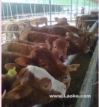 养殖 肉牛肉羊致富项目