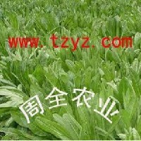 高产高营养牧草 意大利奥利维亚菊苣图1