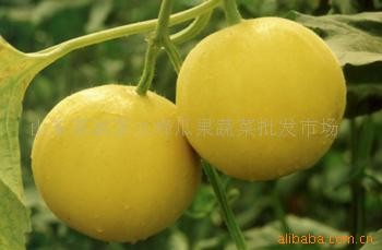 伊丽莎白瓜，丰田瓜