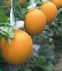 九红瑞香瓜