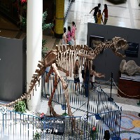 展览用仿真恐龙化石