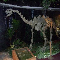 恐龙骨骼模型