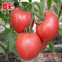 多彩西红柿种子