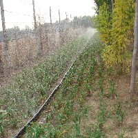 新疆苗圃灌溉用微喷带