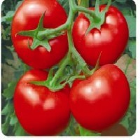 F6西红柿种子