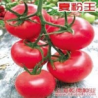 夏粉王西红柿种子