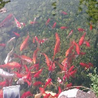 南京景观鱼池净化