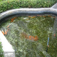 天津景观鱼池水处理