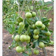 江西油茶生长发育特性 3江西油茶树苗供应，长林系列 油茶苗