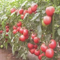 西红柿种苗