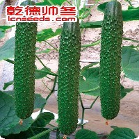乾德帅冬黄瓜种子