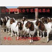 四川成都波尔山羊价格是多少+成都波尔山羊养殖场