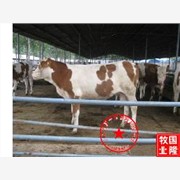 泸州市有没有供应肉牛犊的；泸州市哪里有供应肉牛犊的图1