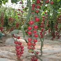 高产量西红柿种子图1