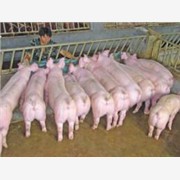 保定生猪养殖杜洛克价格图1