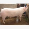 长白条猪出售价格|保定长白条猪养殖