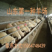 育肥羊图1
