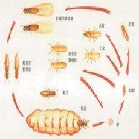 厦门哪里有害虫治理专业从事害虫治理公司就找厦门金德源白蚁防治