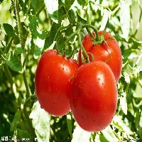 新品种西红柿种子图1