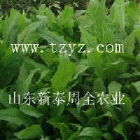 墨西哥玉米優(yōu)12種子