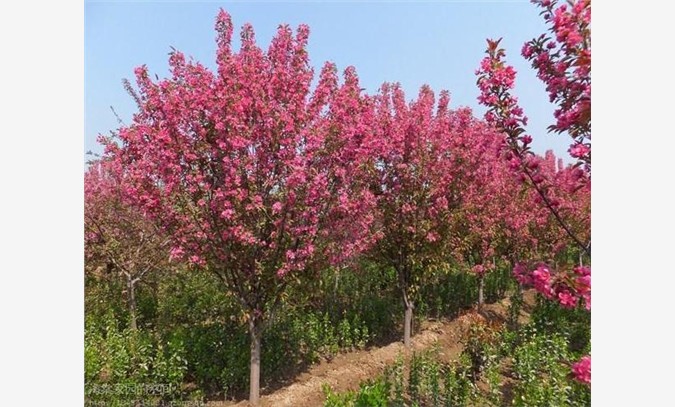 香樟树刺槐树香花