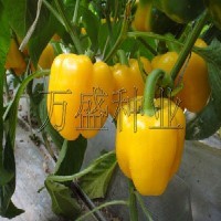 高产甜椒种子—奥宝黄冠
