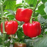 高产甜椒种子—奥冠