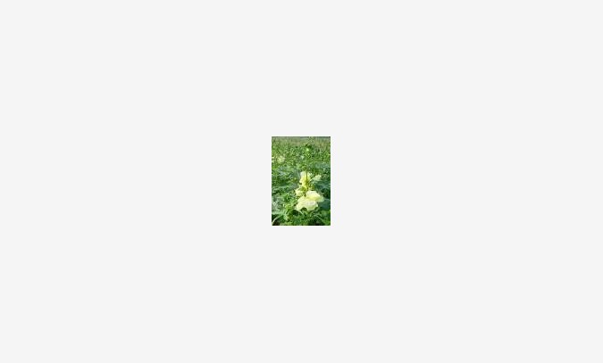菜芙蓉种子，金花葵种子图1