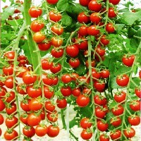 杂交番茄种子—玛丽娜1号