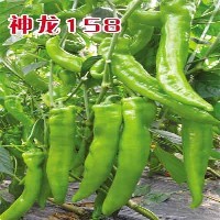 羊角椒辣椒种子—神龙158