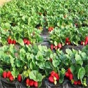 畅销：泰安草莓苗，价格优惠，欢迎抢购！！