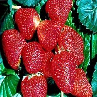 草莓苗图1