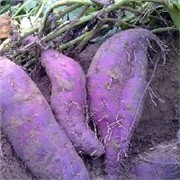 紫薯图1