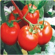 西红柿种子图1