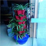 蔬菜种植设备图1