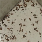 滅蟑螂